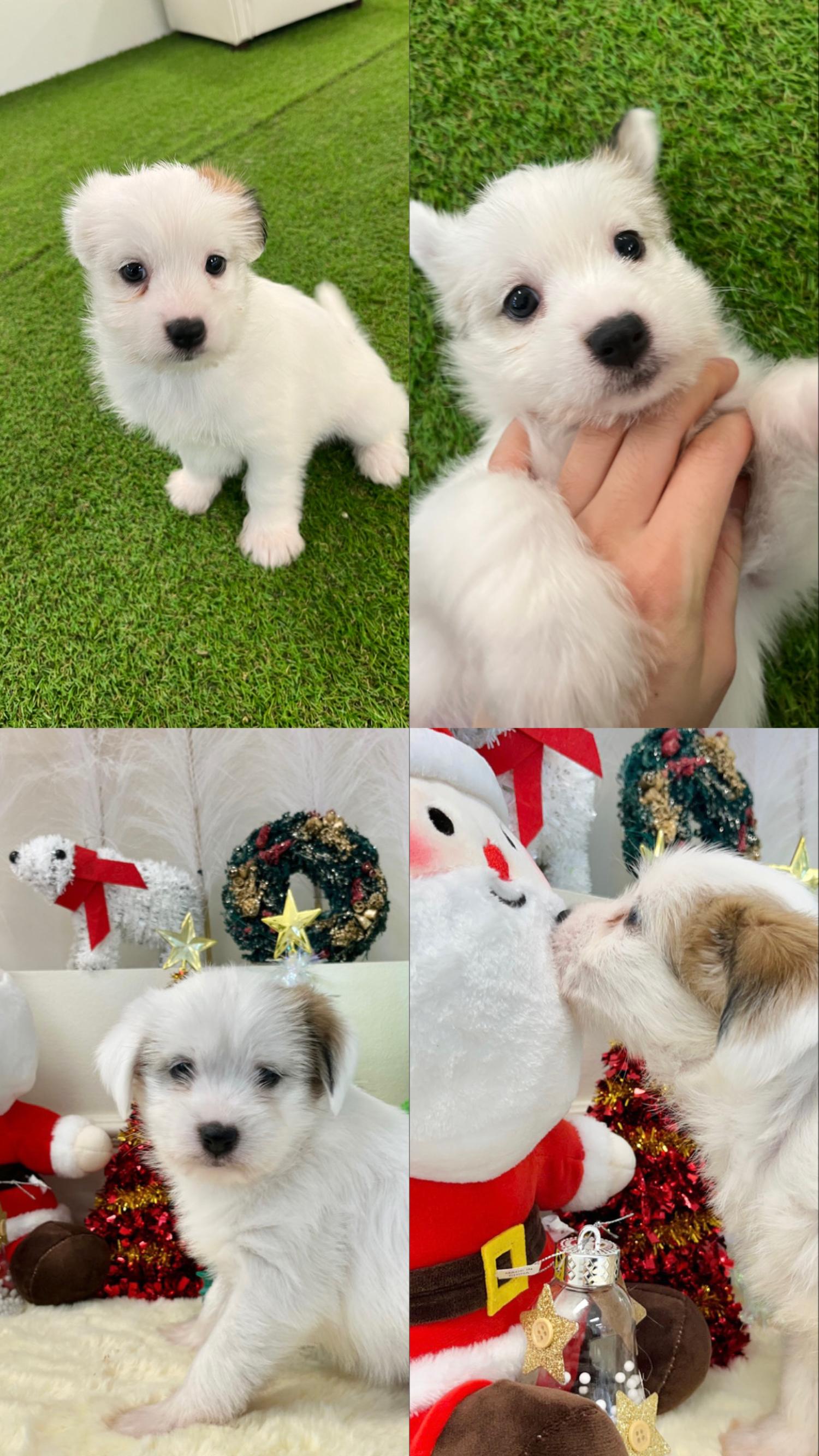 경주동물사랑보호센터_447505202301255