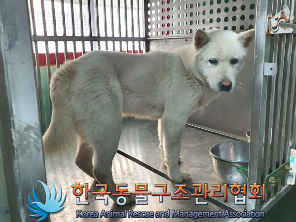 종료(안락사) 믹스…