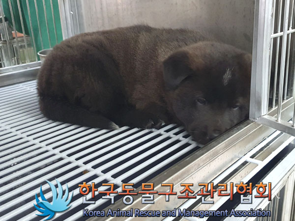 한국동물구조관리협회_441560202301912
