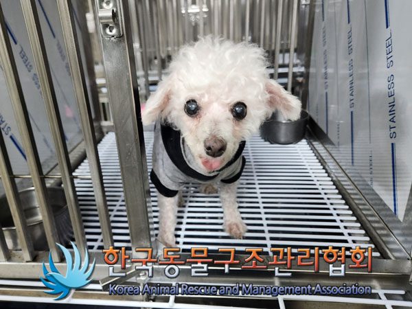 종료(자연사) 푸들…
