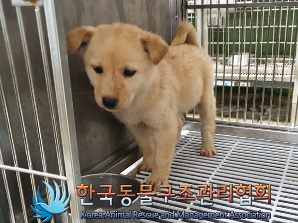 종료(안락사) 믹스…
