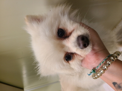 보호중 포메라니안의…
