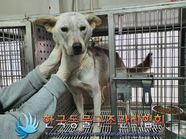 종료(안락사) 믹스…