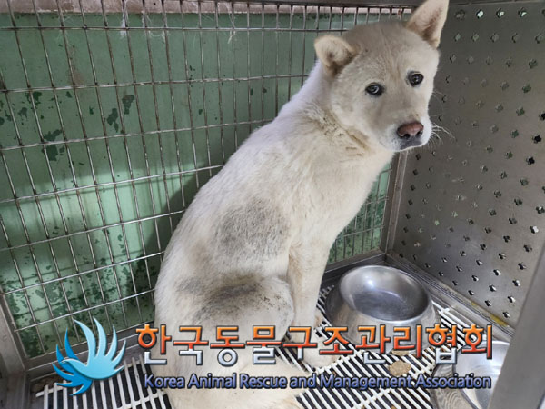 종료(안락사) 믹스…