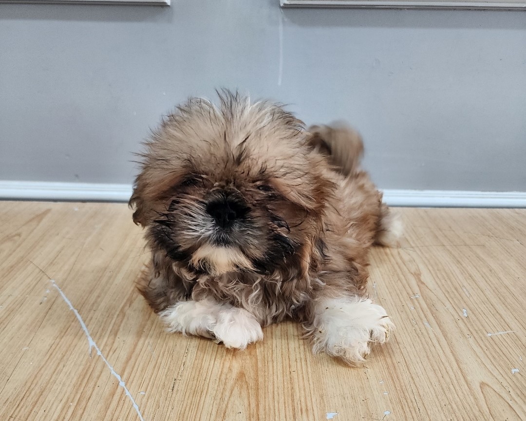 종료(반환) 시츄의…