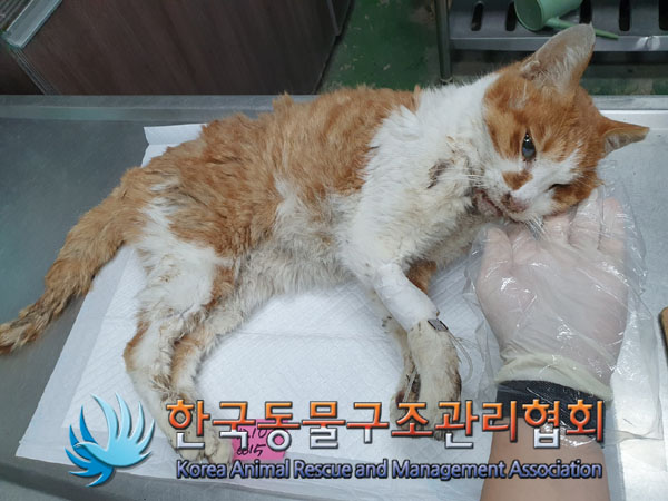 한국동물구조관리협회_411304202300854