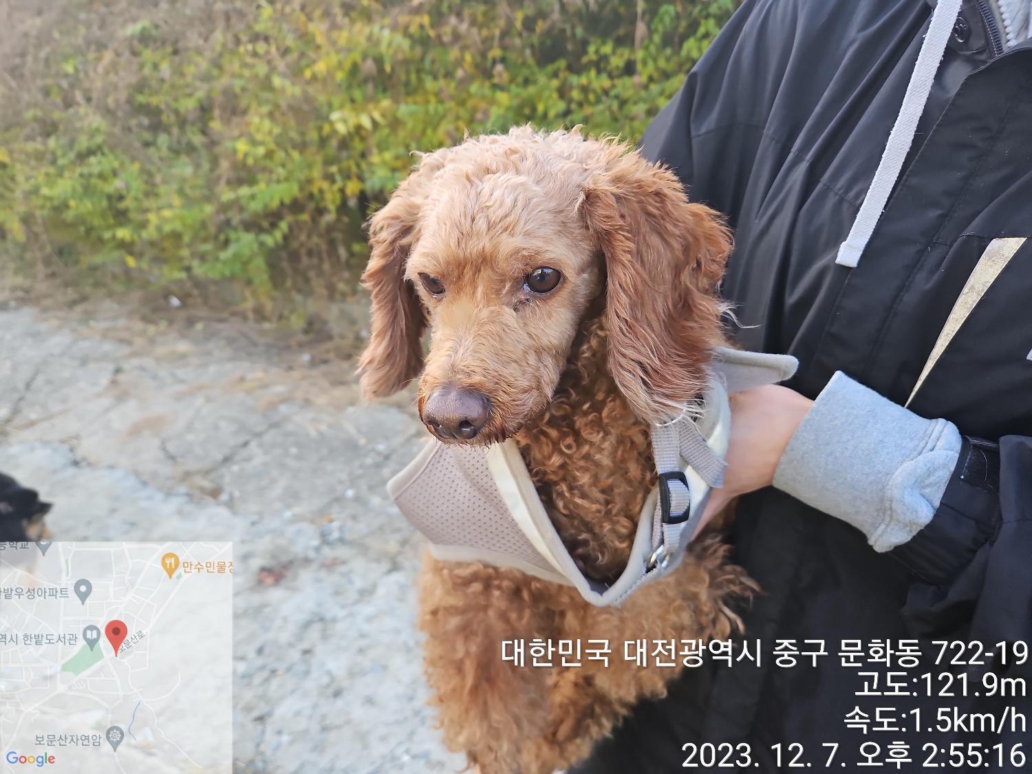 보호중 푸들의 가족…
