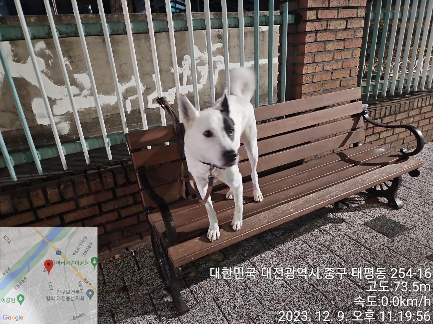 종료(반환) 믹스견…