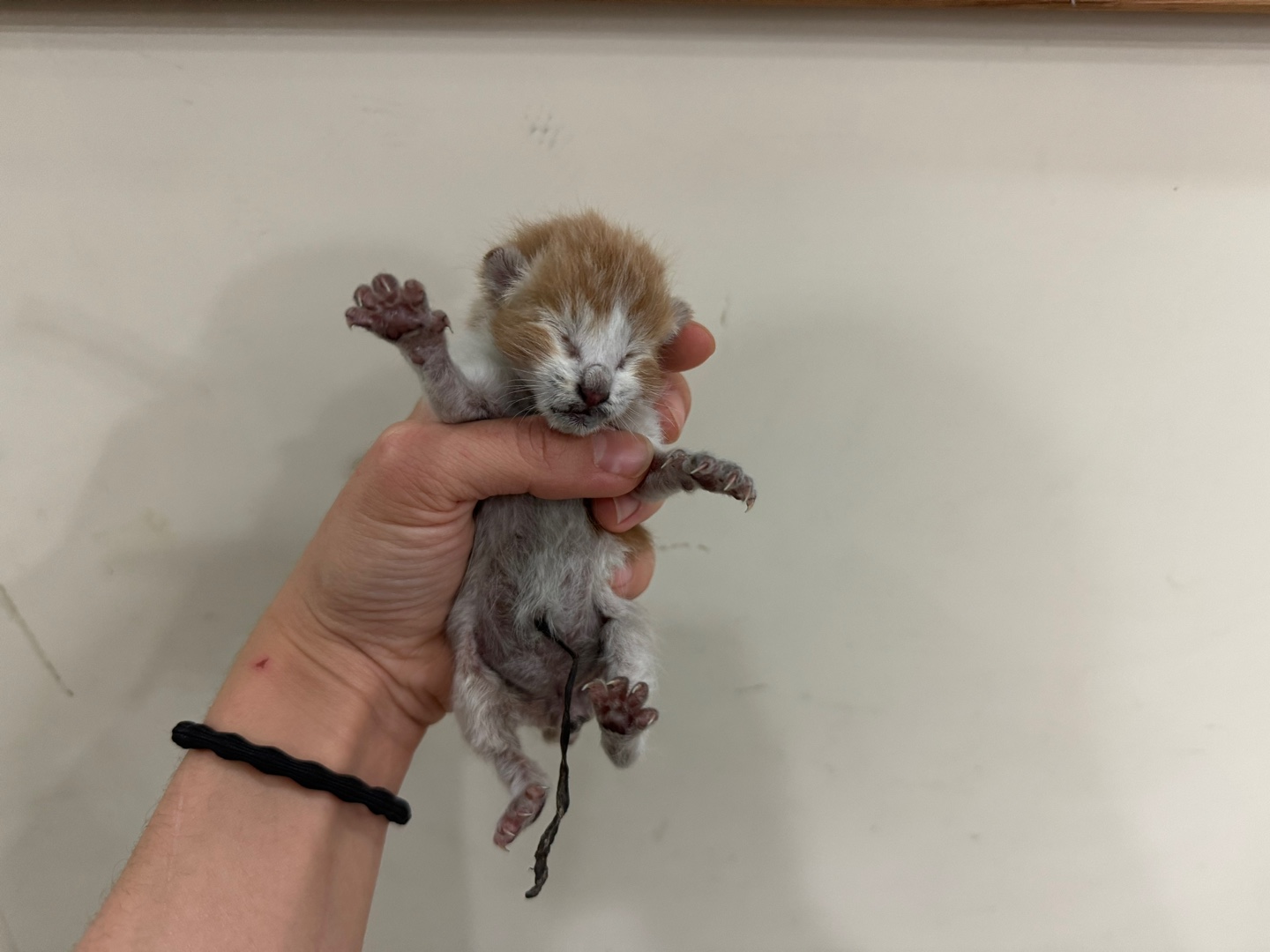 종료(자연사) 한국…