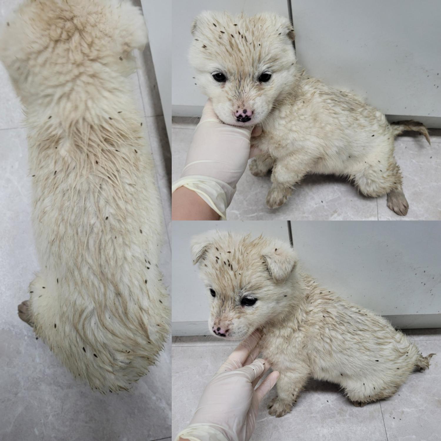 논산시 동물보호센터_444454202301018