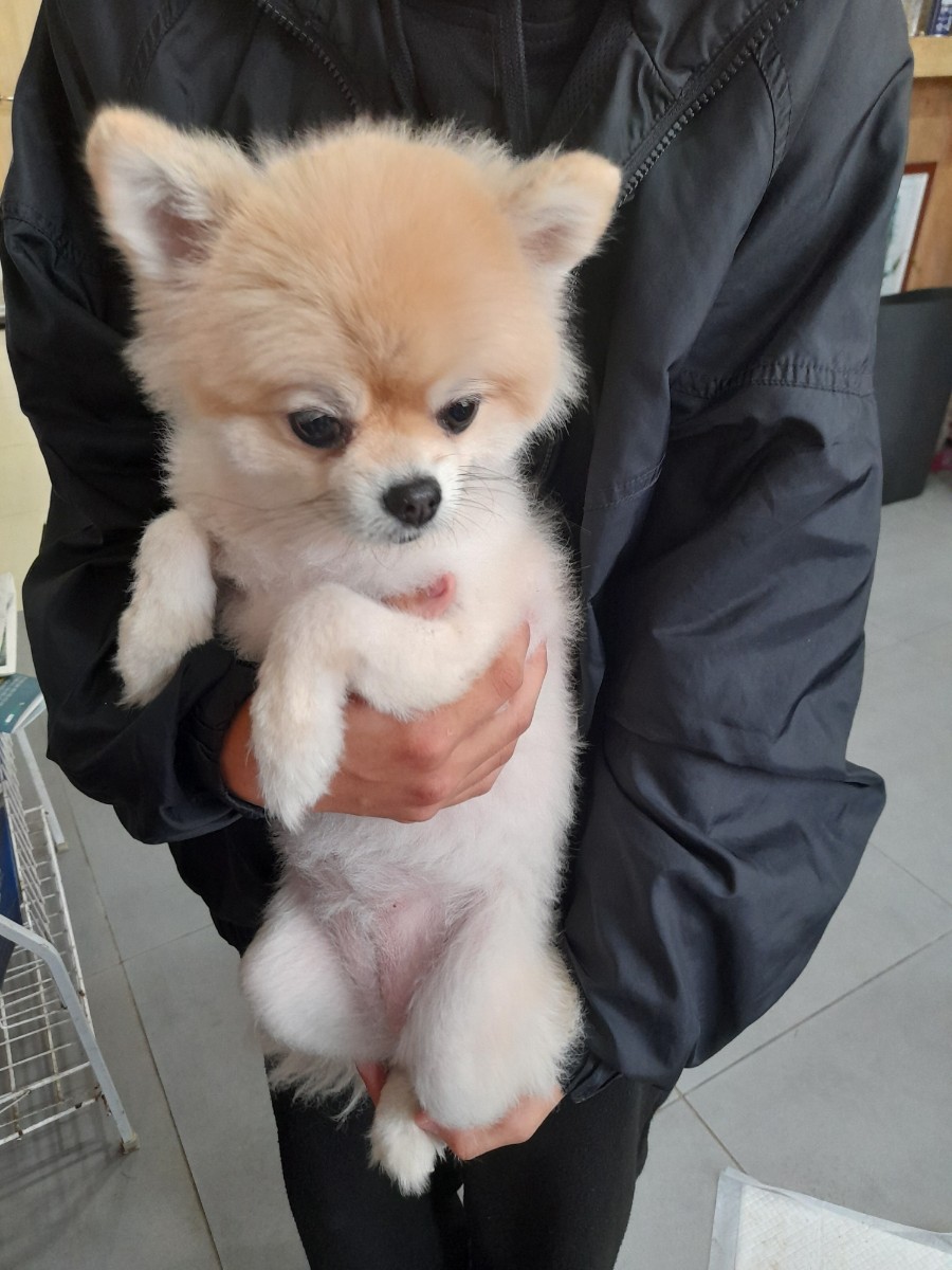 보호중 포메라니안의…