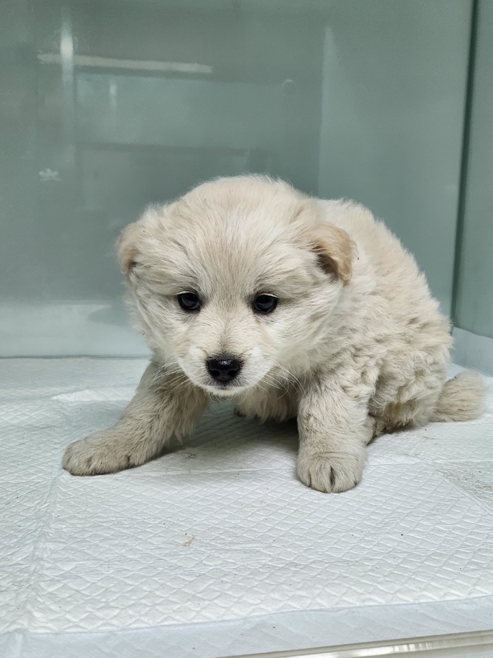 영주시 동물보호센터_447509202300289