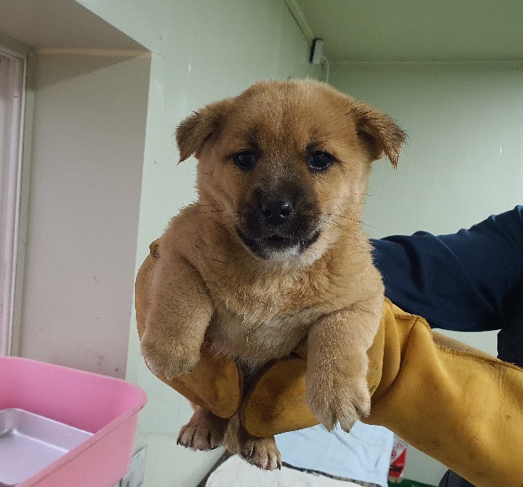 공주시 동물보호소_444450202300919