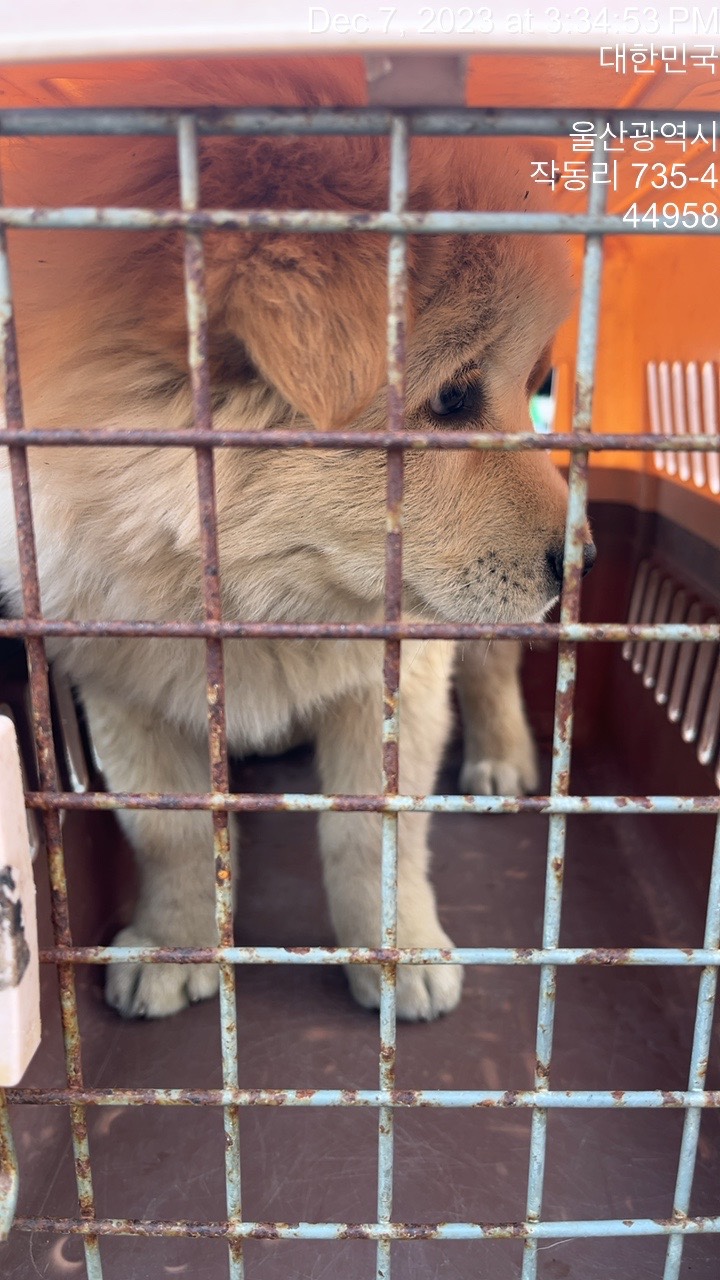 울산유기동물보호센터_431373202301481