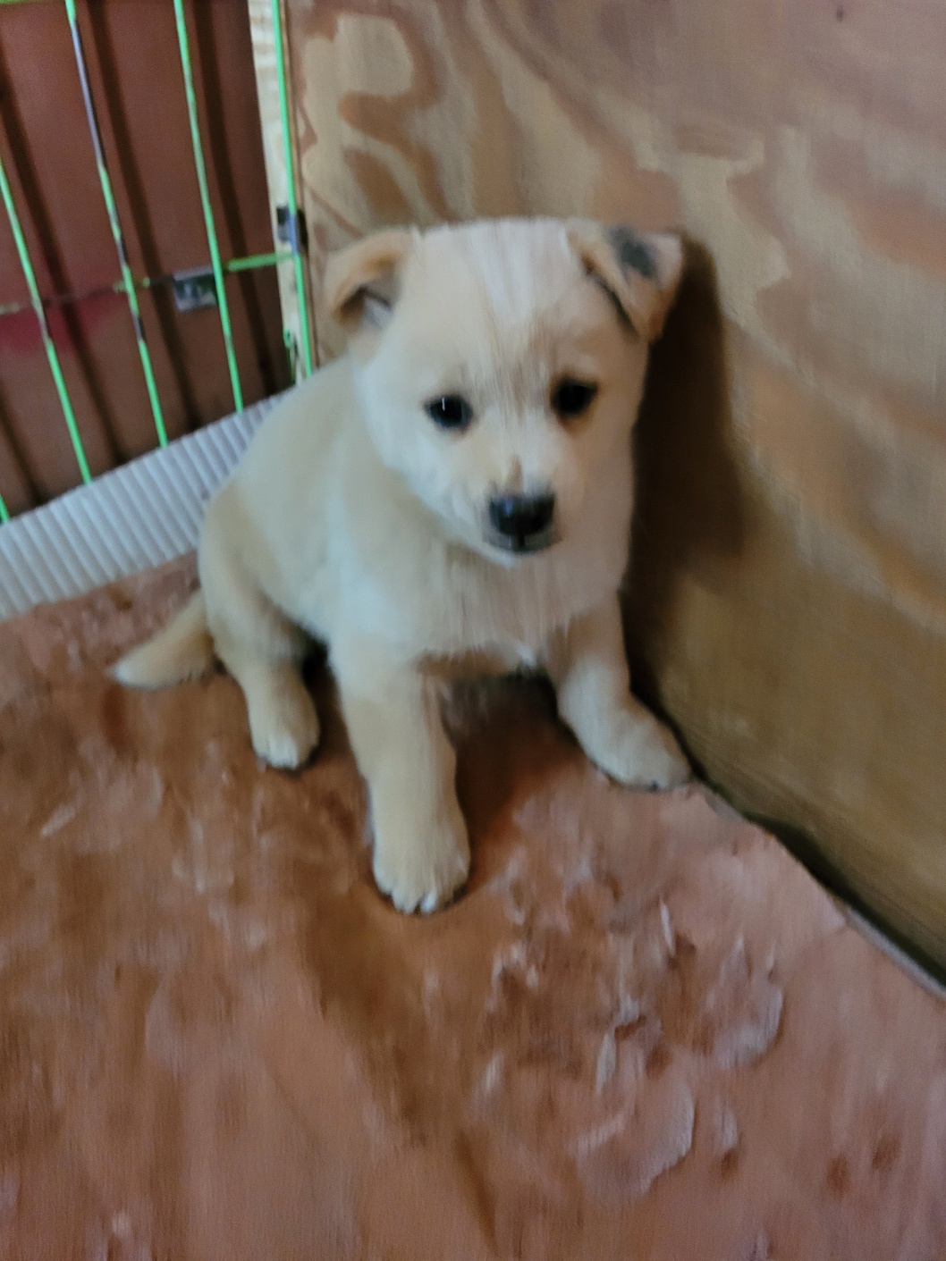 청도군동물보호소_447519202300366