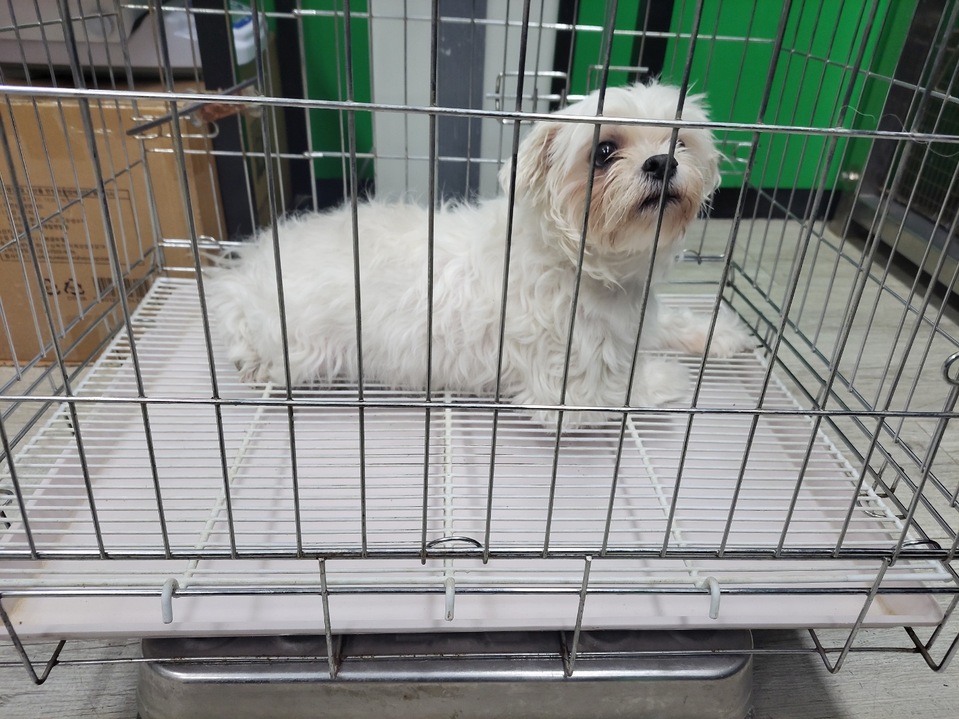 고양시동물보호센터_441394202302612