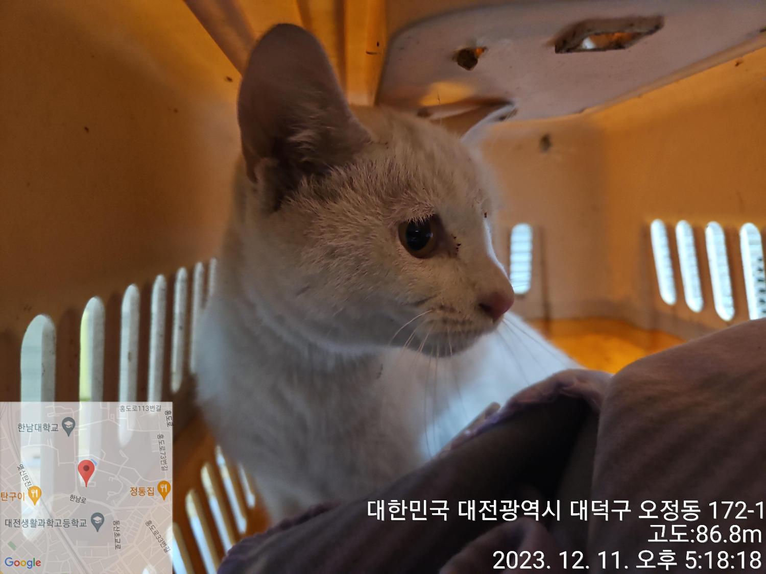보호중 터키시 앙고…