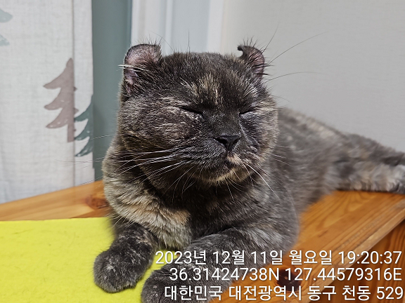 종료(입양) 아메리…