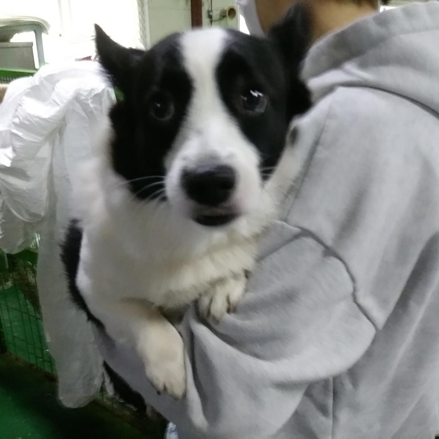 종료(반환) 믹스견…