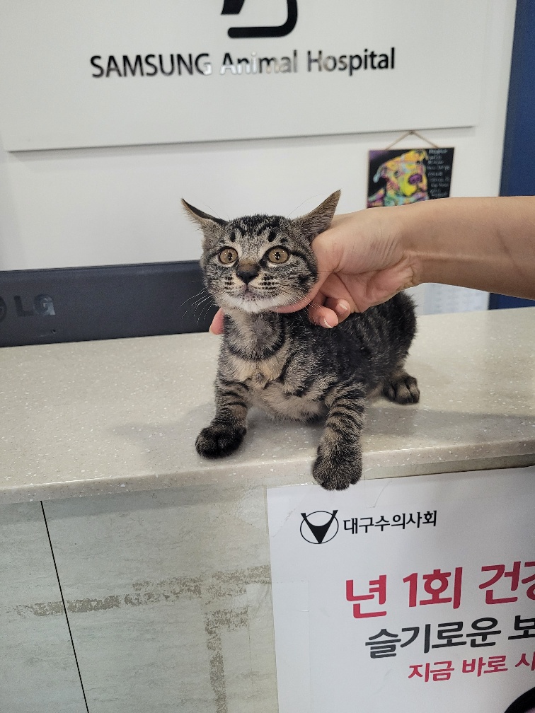 종료(입양) 한국 …