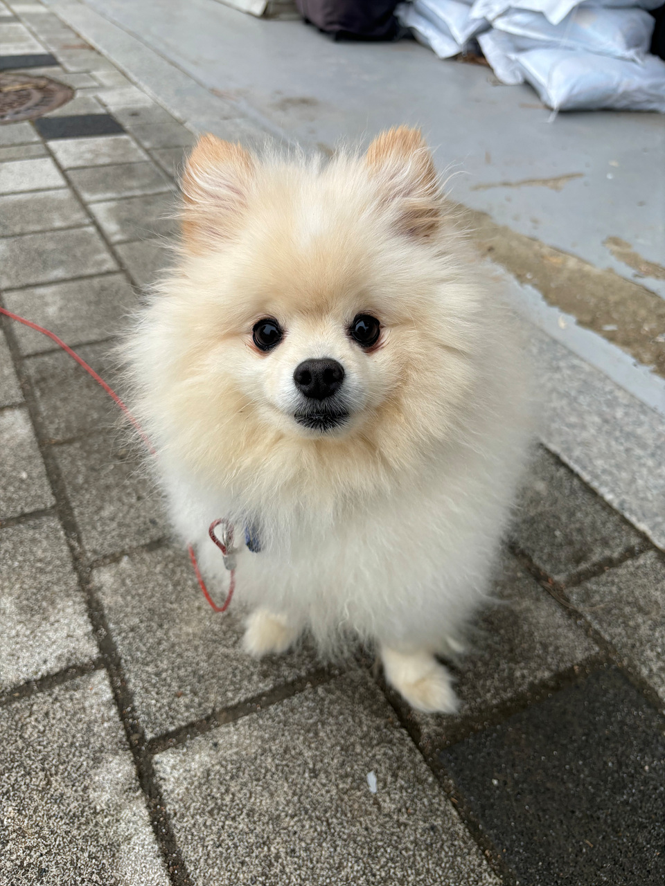 종료(입양) 포메라…
