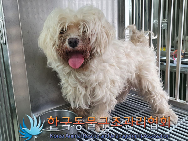 종료(안락사) 말티…