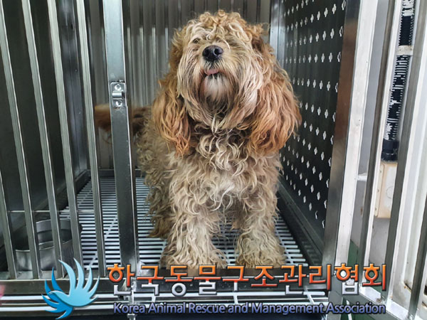종료(입양) 푸들의…