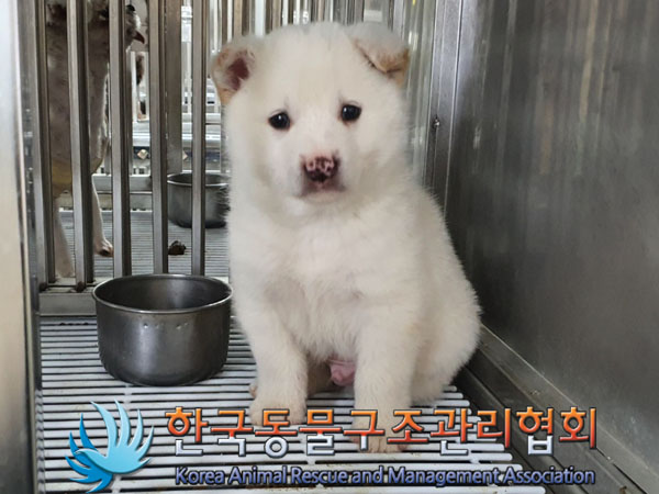 한국동물구조관리협회_441409202302091