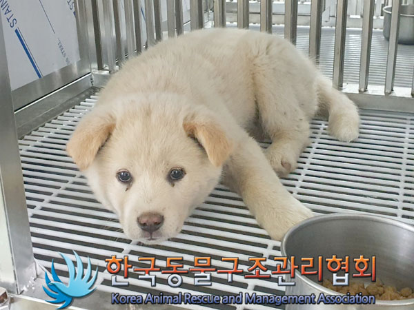 종료(안락사) 믹스…
