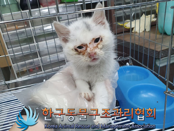 종료(입양) 믹스묘…