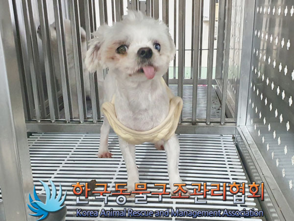 종료(안락사) 말티…