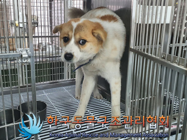 보호중 믹스견의 가…