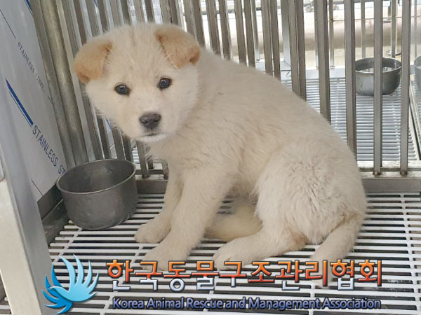 종료(안락사) 믹스…