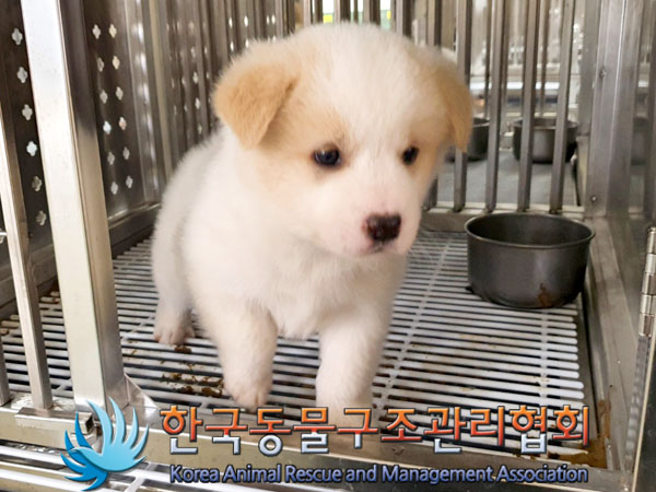 종료(입양) 믹스견…