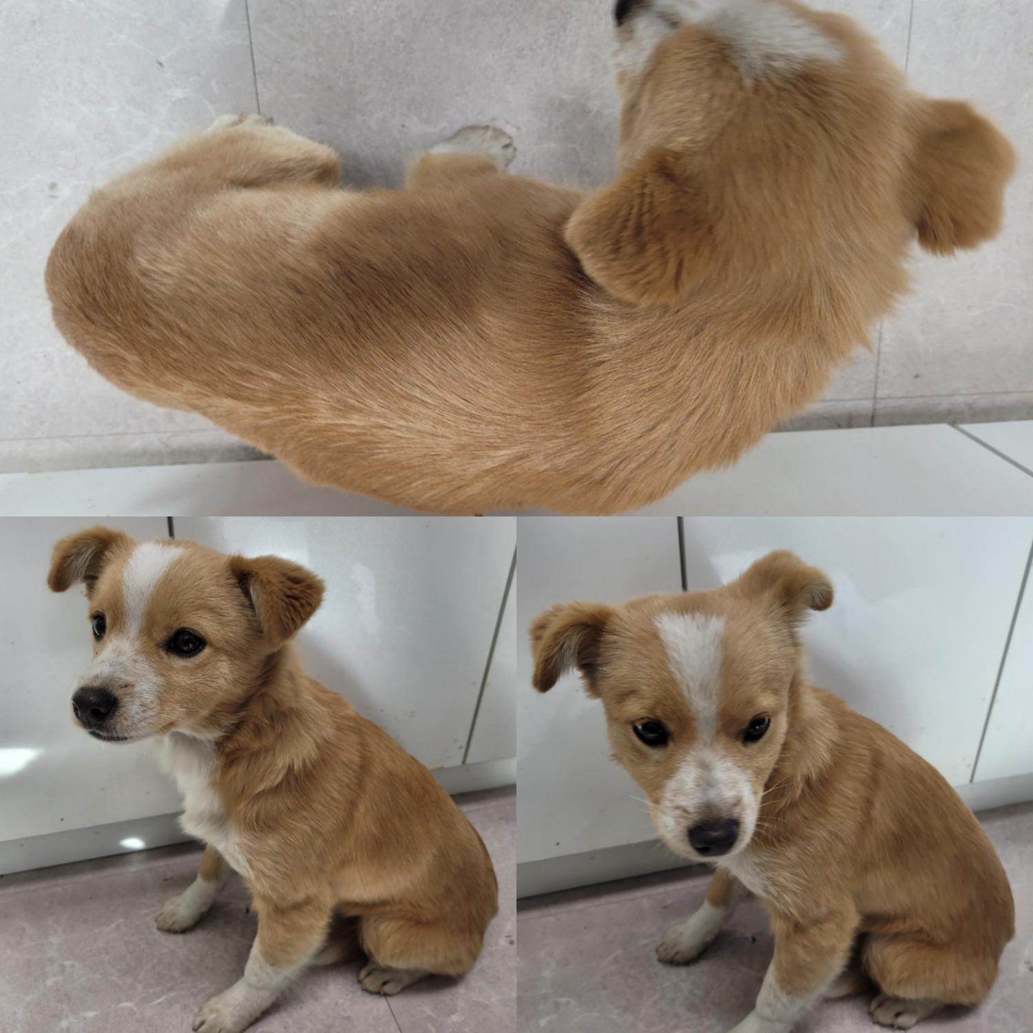 논산시 동물보호센터_444454202301020