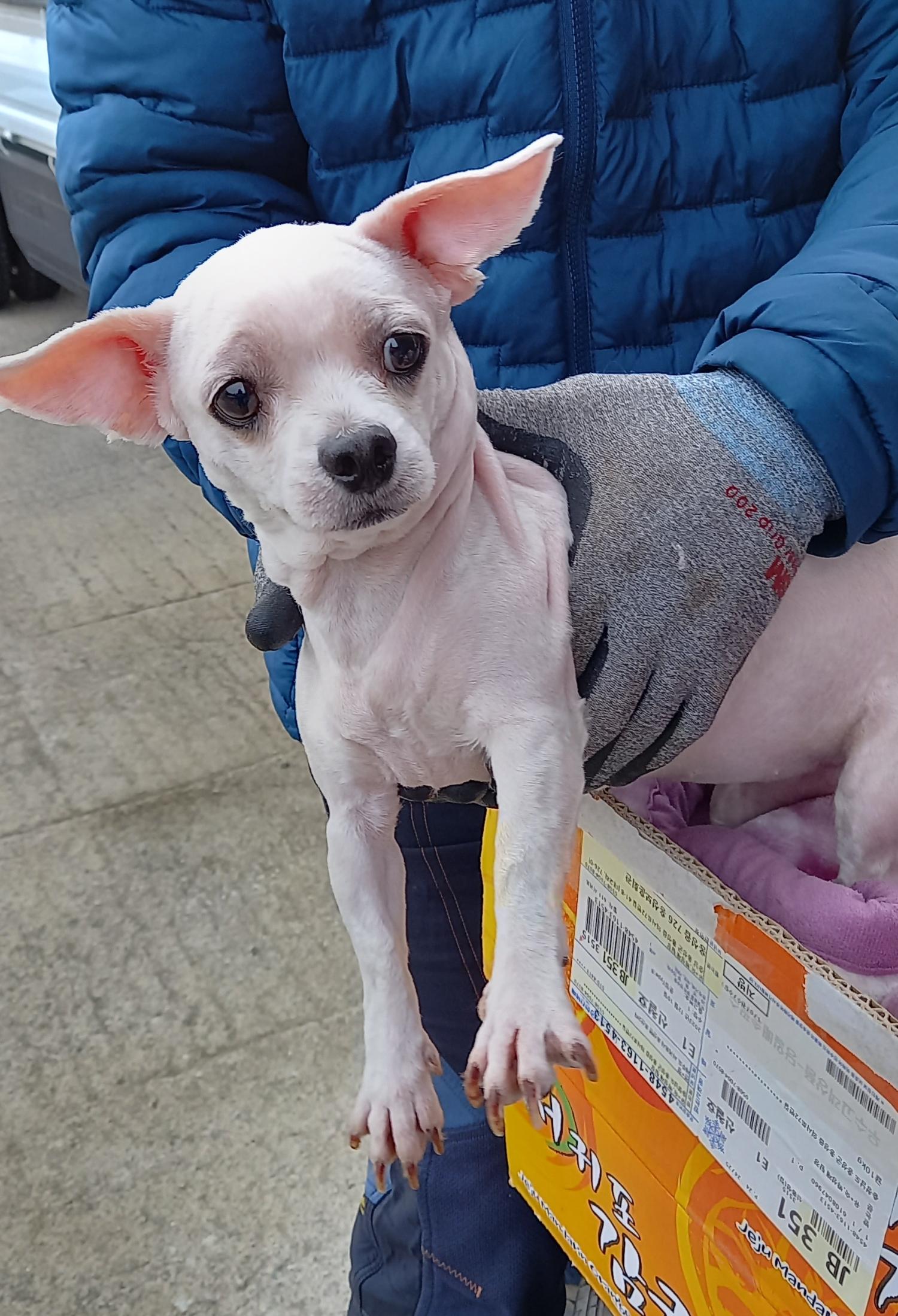 종료(반환) 말티즈…