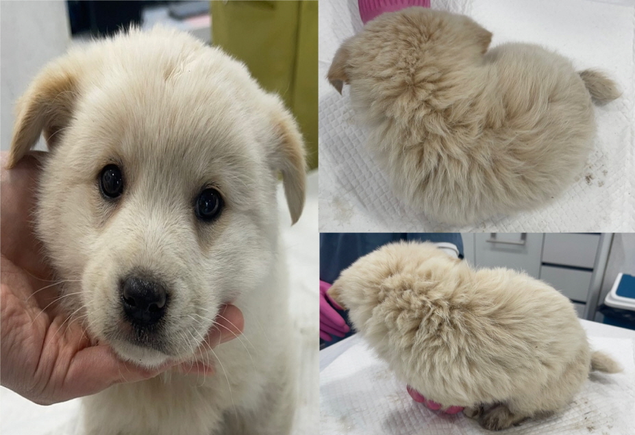 서산시 동물보호센터_444453202301342