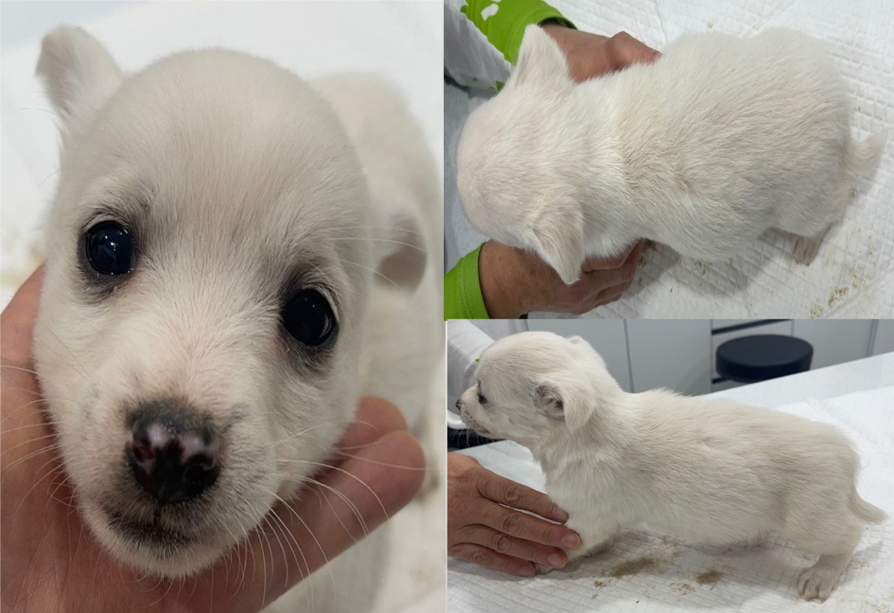 서산시 동물보호센터_444453202301349