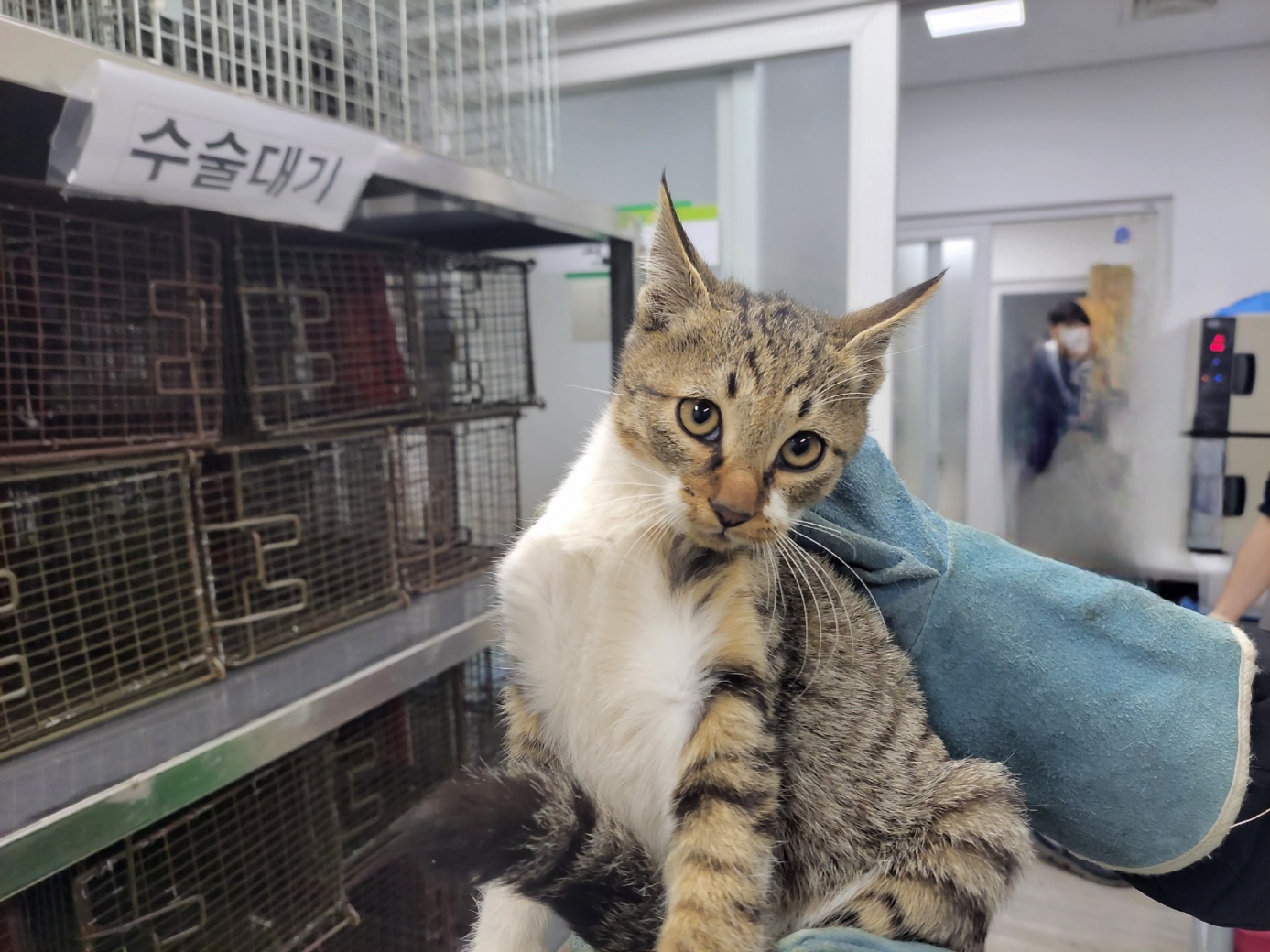 보호중 한국 고양이…