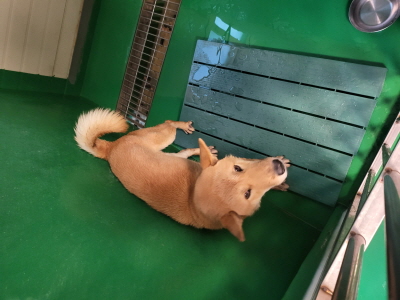보호중 믹스견의 가…