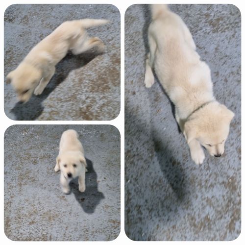 종료(기증) 믹스견…