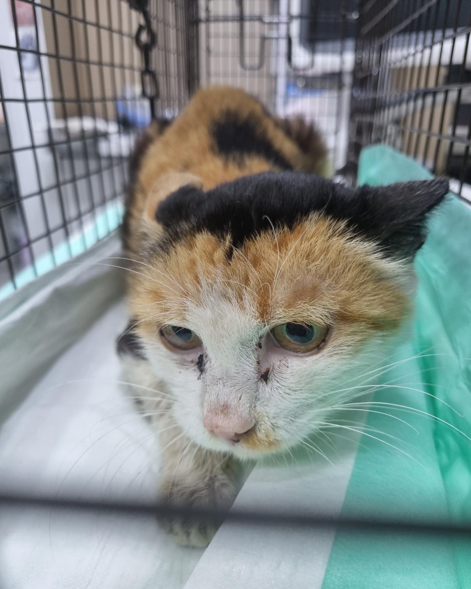 보호중 한국 고양이…