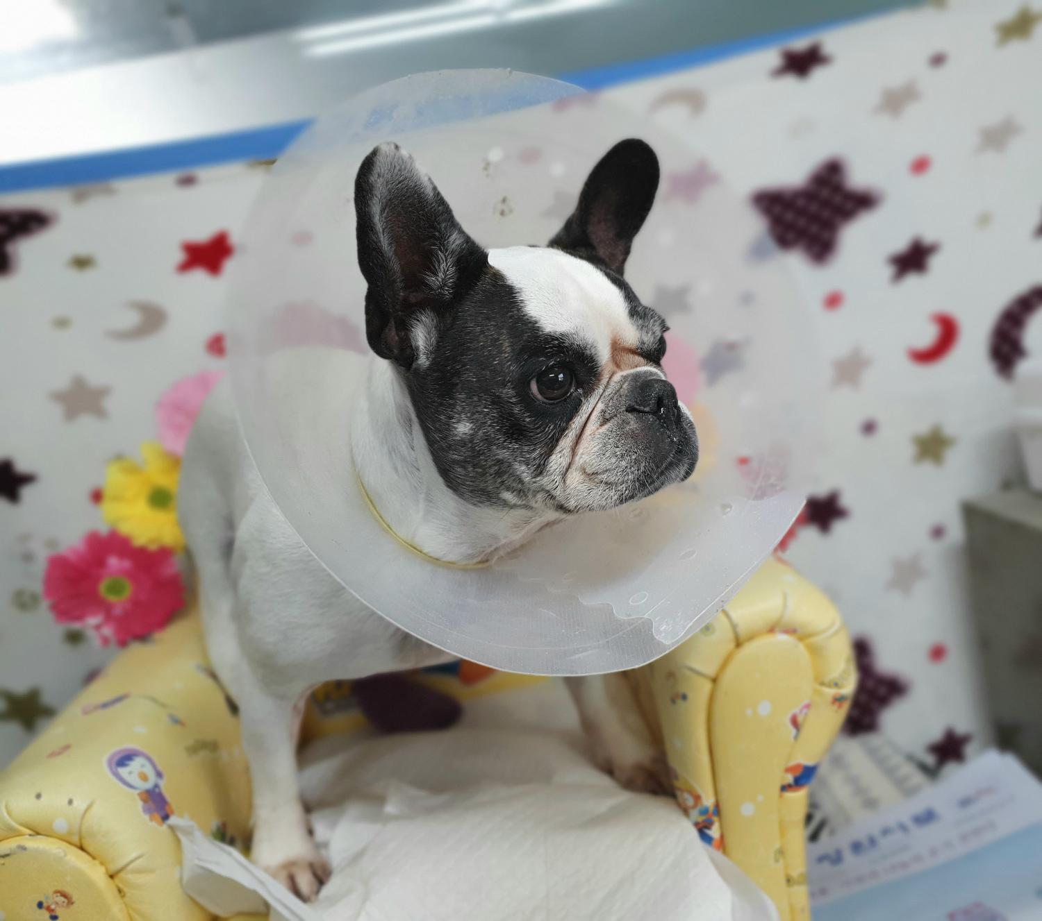 창원유기동물보호소_448567202301621
