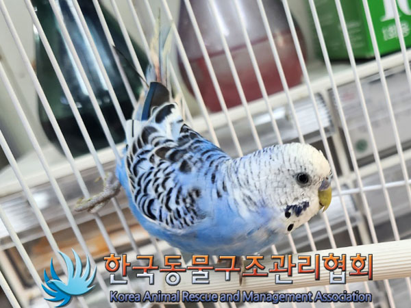 종료(입양) 앵무새…