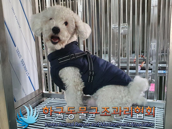 종료(입양) 비숑 …