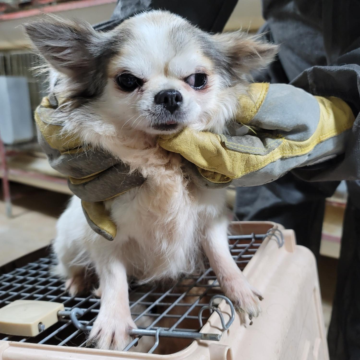 보호중 치와와의 가…