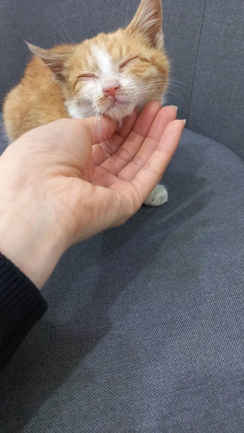종료(입양) 한국 …