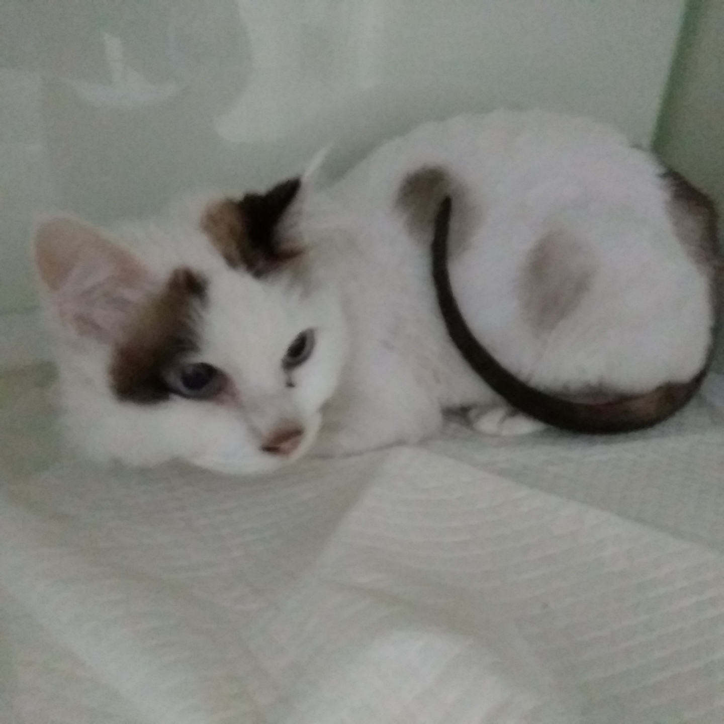 종료(자연사) 한국…