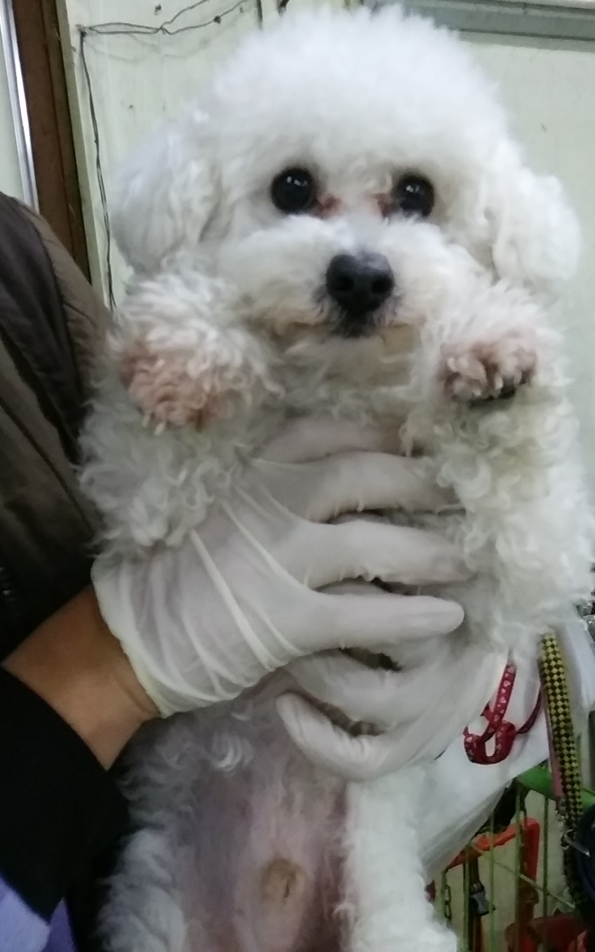 보호중 비숑 프리제…