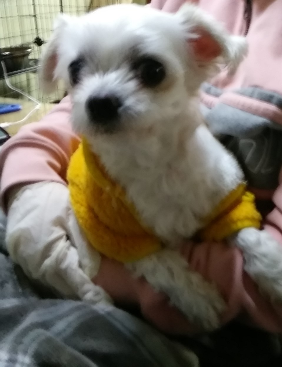 보호중 말티즈의 가…